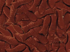 NZ Baby Chocolate Fish