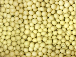 White Chocolate Coated Coffee Beans 7kg Box